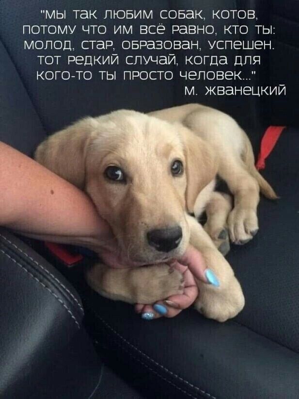 «Мы так любим собак, котов, потому что им всё равно, кто ты: молод, стар, образован, успешен. Тот редкий случай, когда для кого-то ты просто человек...