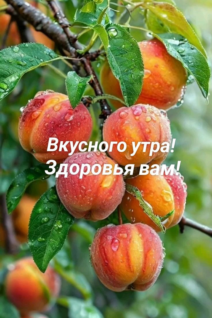 Вкусного утра! Здоровья вам!