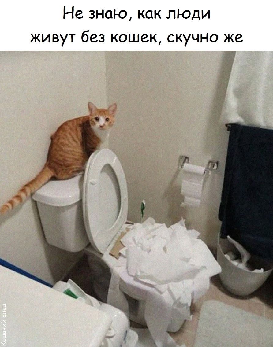 Не знаю, как люди живут без кошек, скучно же
