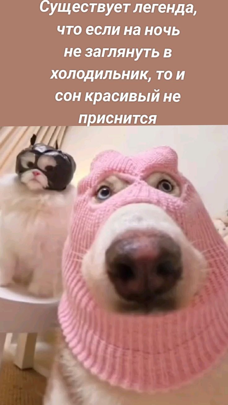 Существует легенда, что если на ночь не заглянуть в холодильник, то и сон красивый не приснится.