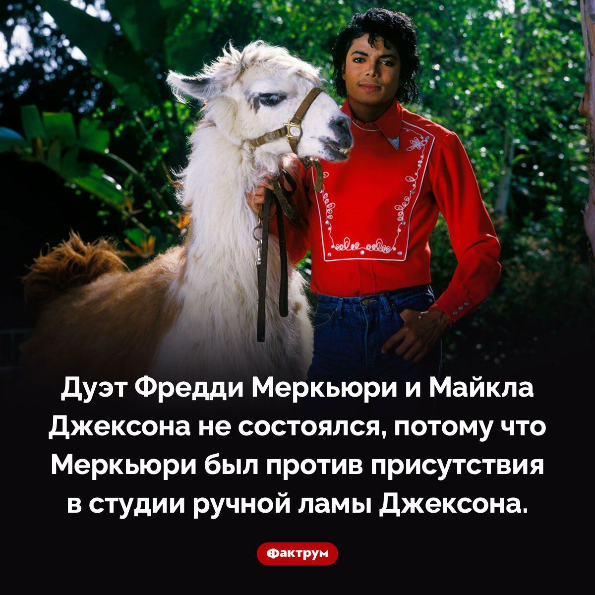 Дуэт Фредди Меркьюри и Майкла Джексона не состоялся, потому что Меркьюри был против присутствия в студии ручной ламы Джексона.