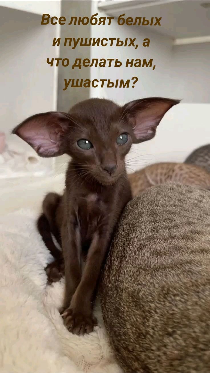 Все любят белых и пушистых, а что делать нам, ушастым?