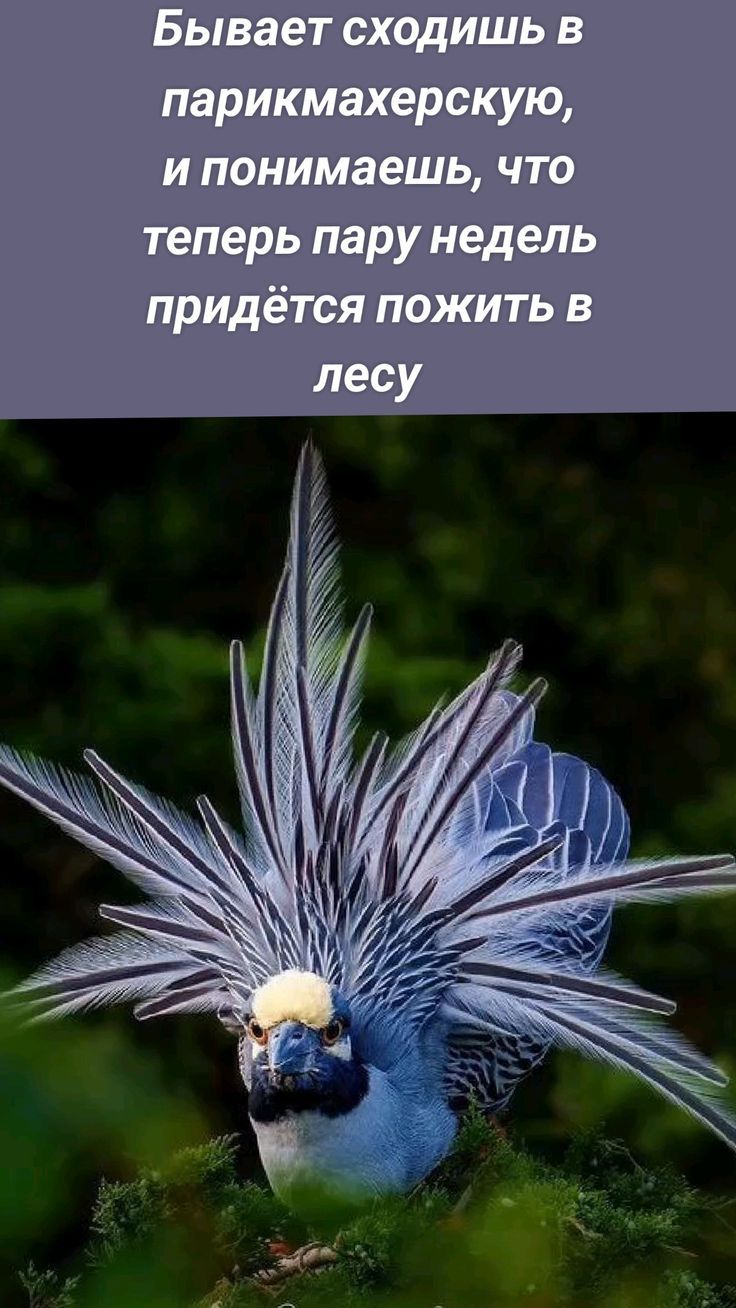 Бывает сходишь в парикмахерскую, и понимаешь, что теперь пару недель придётся пожить в лесу