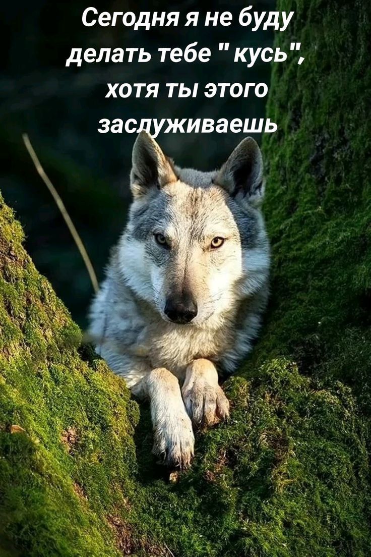 Сегодня я не буду делать тебе 