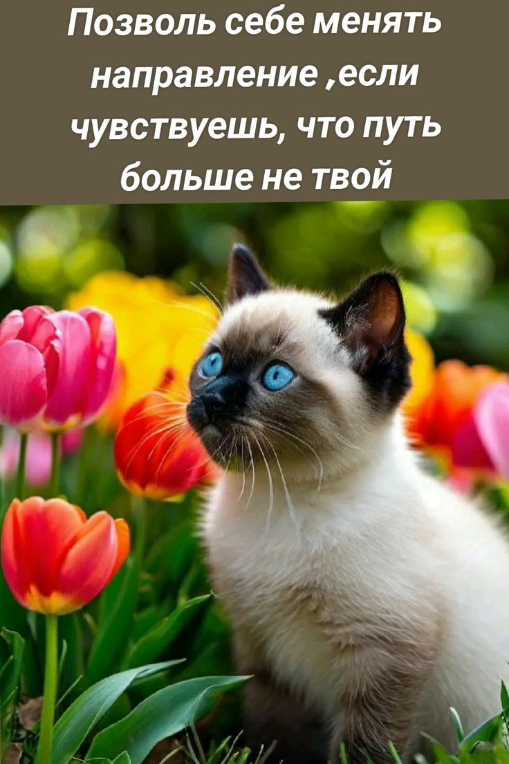Позволь себе менять направление ,если чувствуешь, что путь больше не твой