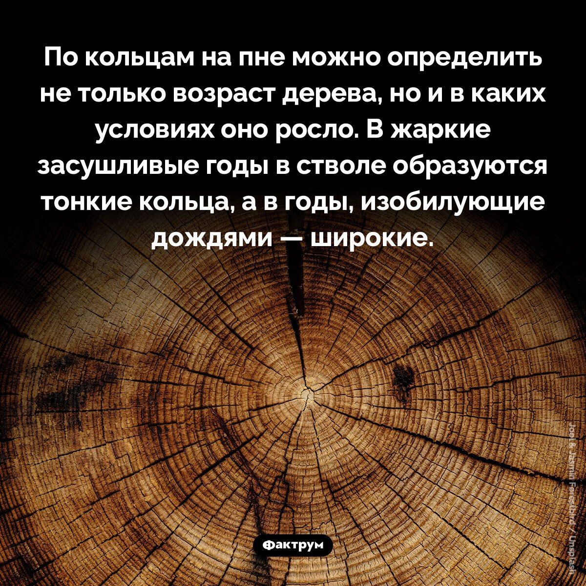 По кольцам на пне можно определить не только возраст дерева, но и в каких условиях оно росло. В жаркие засушливые годы в стволе образуются тонкие кольца, а в годы, изобилующие дождями — широкие.