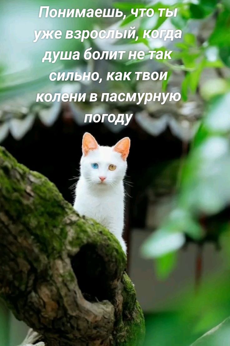 Понимаешь, что ты уже взрослый, когда душа болит не так сильно, как твои колени в пасмурную погоду