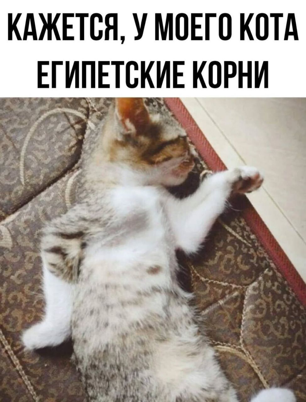 КАЗАЛОСЬ, У МОЕГО КОТА ЕГИПЕТСКИЕ КОРНИ