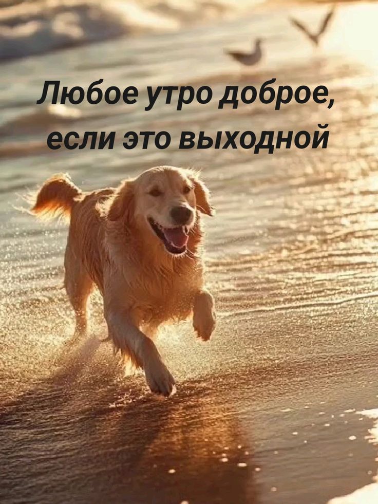Любое утро доброе, если это выходной