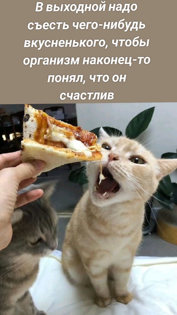 В выходной надо съесть чего-нибудь вкусненького, чтобы организм наконец-то понял, что он счастлив