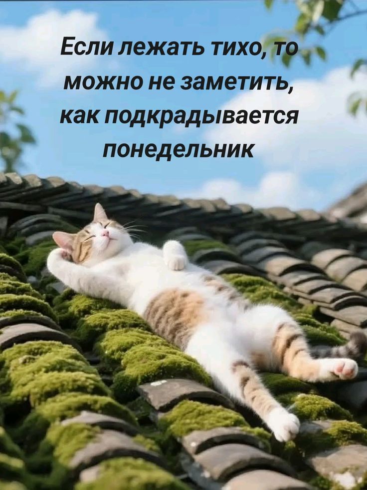 Если лежать тихо, то можно не заметить, как подкрадывается понедельник.