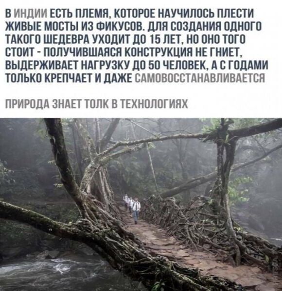 В Индии есть племя, которое научилось плести живые мосты из фикусов. Для создания одного такого шедевра уходит до 15 лет, но оно того стоит - получающаяся конструкция не гнёт, выдерживает нагрузку до 50 человек, а с годами только крепчает и даже самовосстанавливается. Природа знает толк в технологиях.
