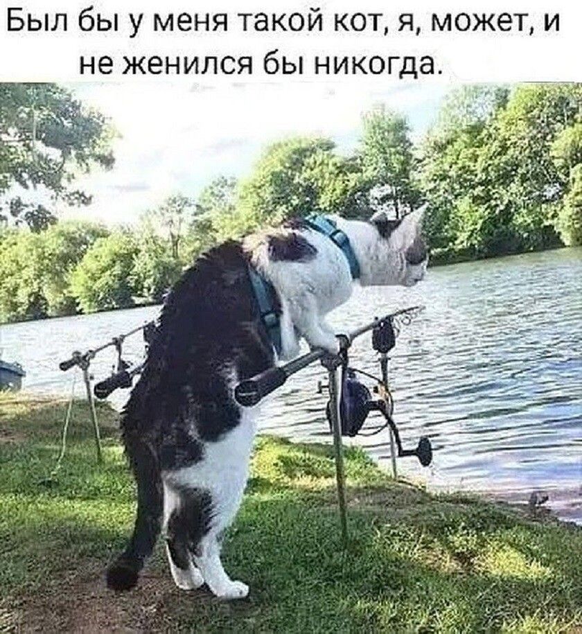 Был бы у меня такой кот, я, может, и не женился бы никогда.
