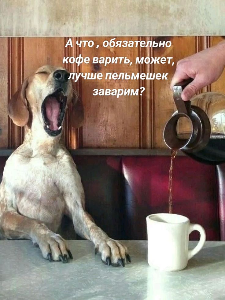 А что , обязательно кофе варить, может, лучше пельмешек заварим?