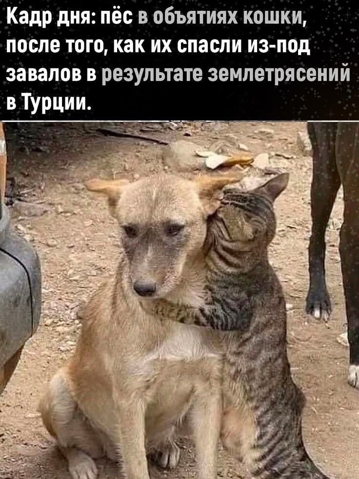Кадр дня: пес в объятиях кошки, после того, как их спасли из-под завалов в результате землетрясений в Турции.