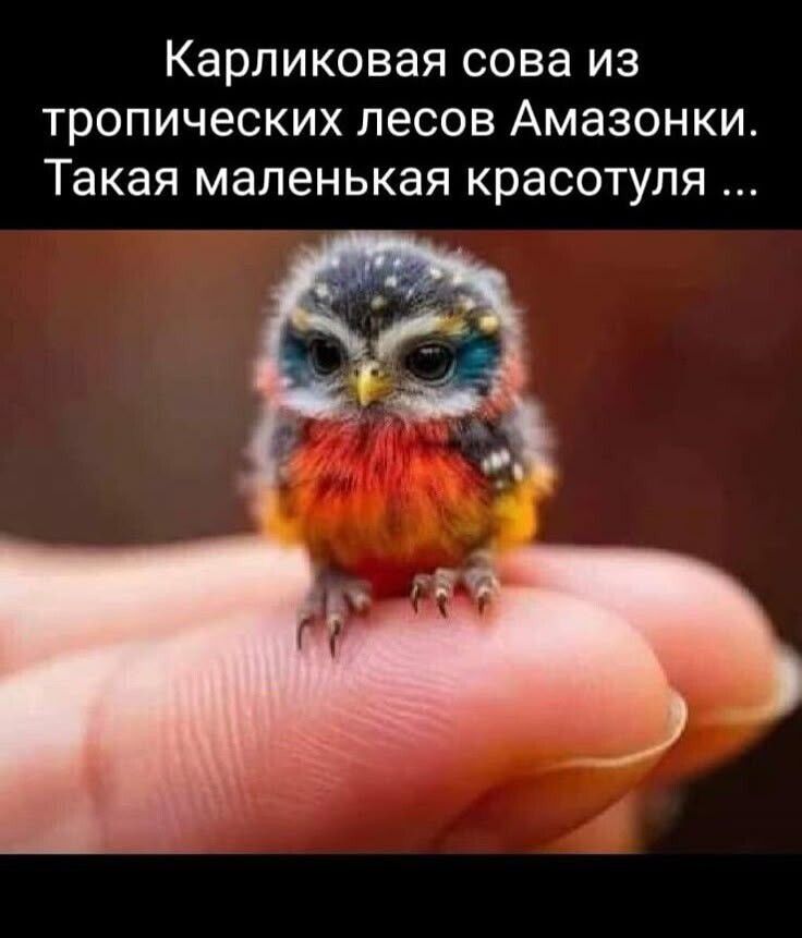 Карликовая сова из тропических лесов Амазонки. Такая маленькая красотуля ...