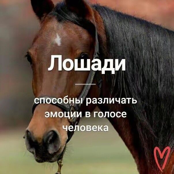 Лошади
способны различать эмоции в голосе человека