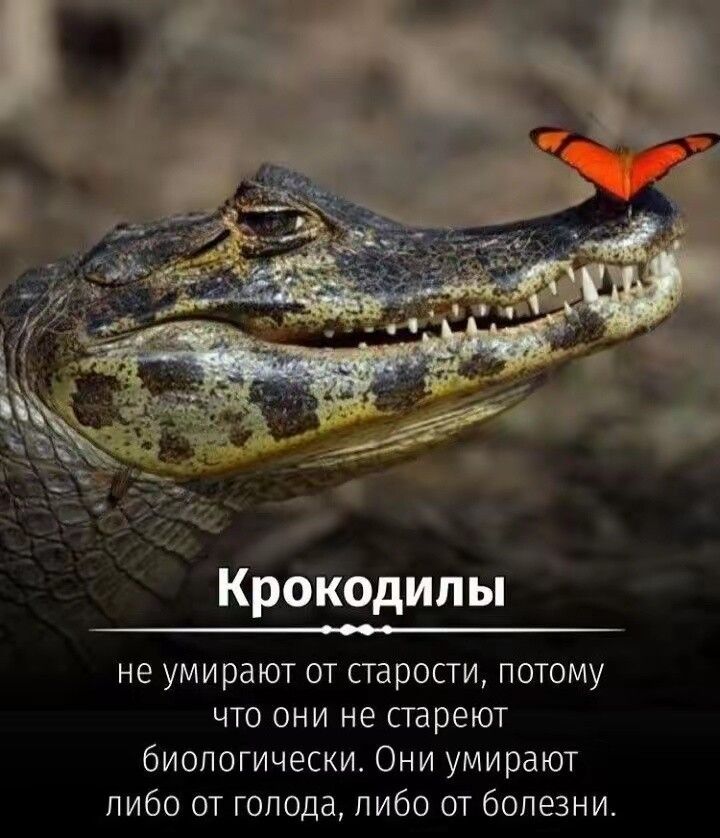 Крокодилы
не умирают от старости, потому что они не стареют биологически. Они умирают либо от голода, либо от болезни.
