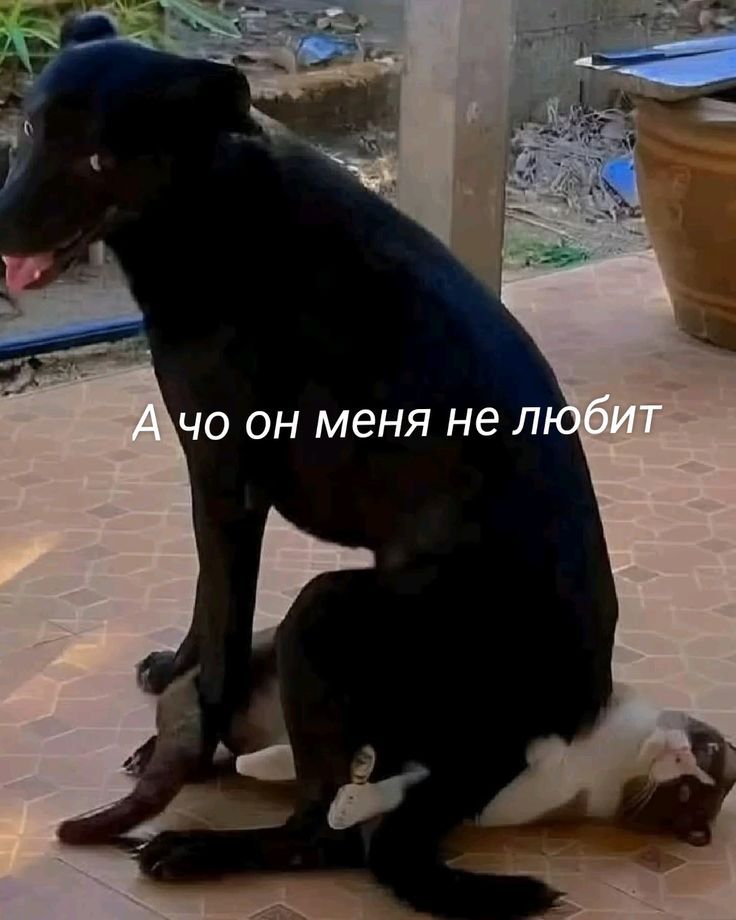 А чо он меня не любит