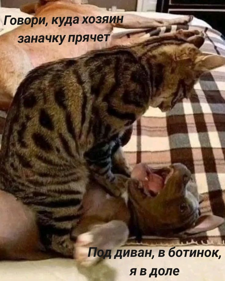 Говори, куда хозяин заначку прячет
Под диван, в ботинок, я в доле