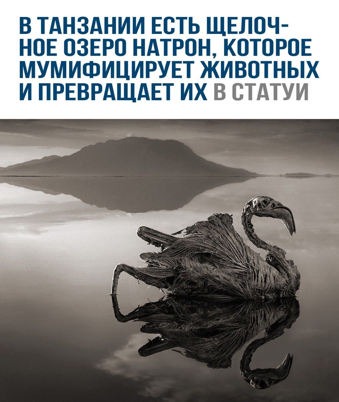 В Танзании есть щелочное озеро Натрон, которое мумифицирует животных и превращает их в статуи