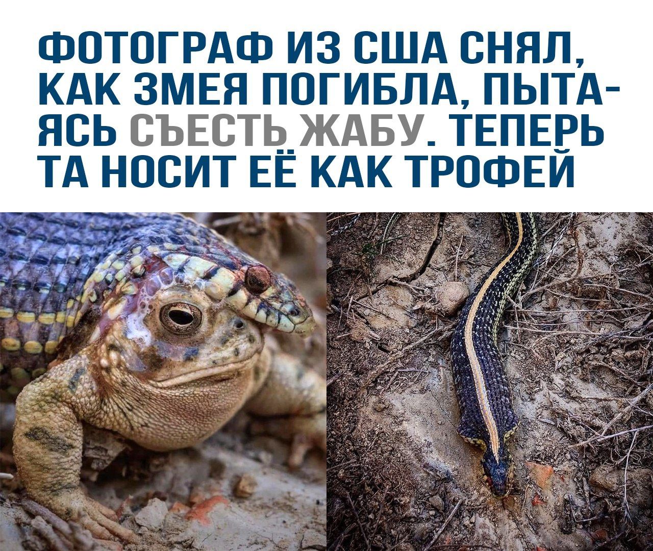 ФОТОГРАФ ИЗ США СНЯЛ, КАК ЗМЕЯ ПОГИБЛА, ПЫТАЯСЬ СЪЕСТЬ ЖАБУ. ТЕПЕРЬ ТА НОСИТ ЕЁ КАК ТРОФЕЙ