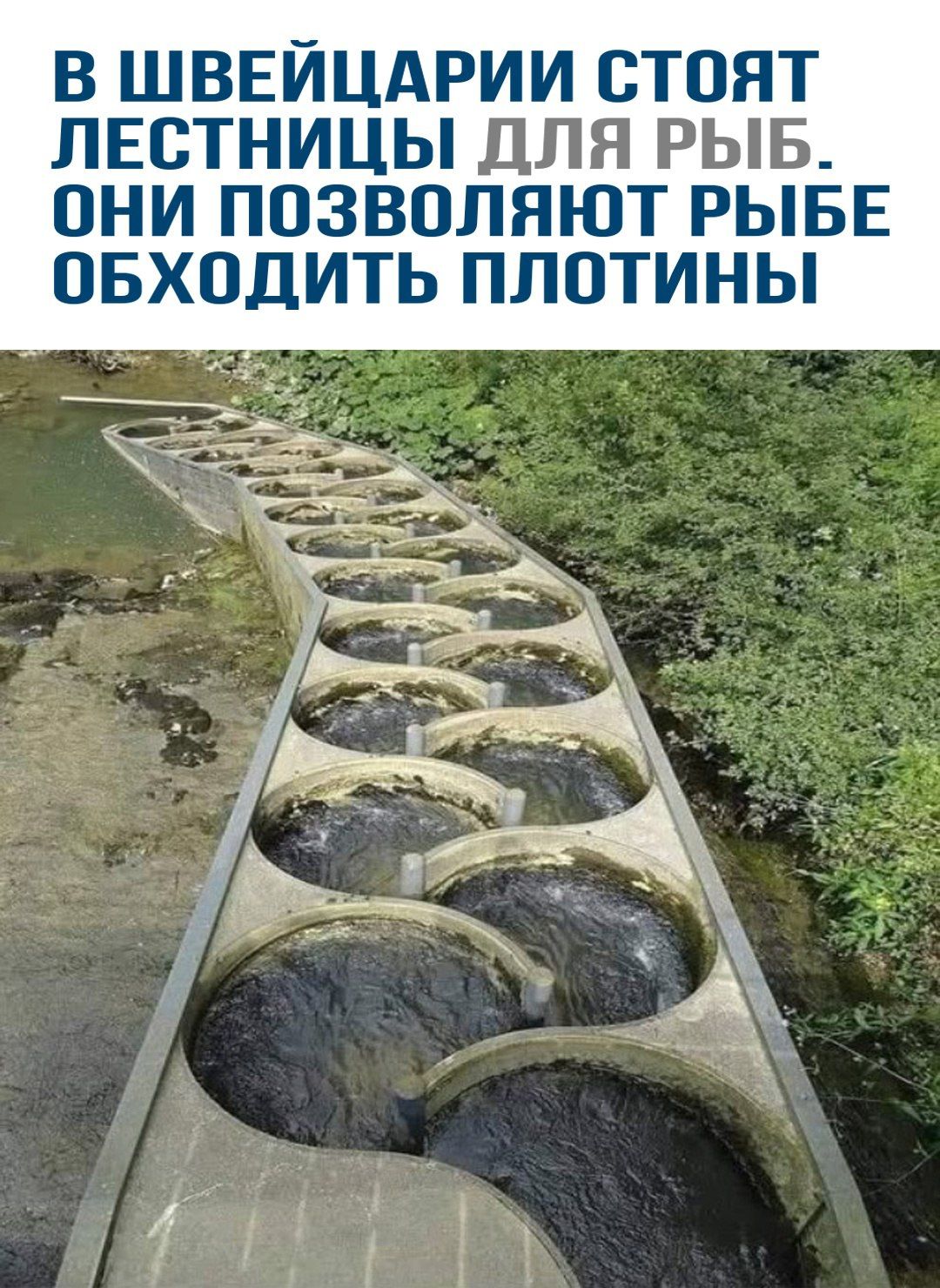 В Швейцарии стоят лестницы для рыб. Они позволяют рыбe обходить плотины.