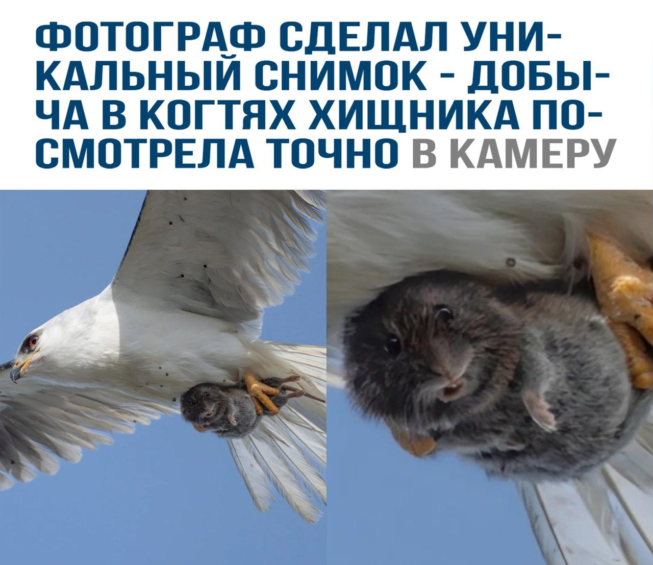 ФОТОГРАФ СДЕЛАЛ УНИ-КАЛЬНЫЙ СНИМОК - ДОБЫ-ЧА В КОГТЯХ ХИЩНИКА ПОСМOTRЕЛА ТОЧНО В КАМЕРУ