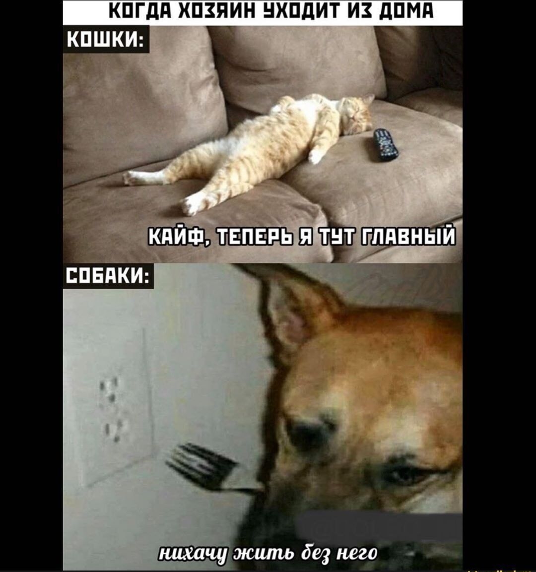 КОГДА ХОЗЯИН УХОДИТ ИЗ ДОМА
КОШКИ:
КАЙФ, ТЕПЕРЬ Я ТУТ ГЛАВНЫЙ
СОБАКИ:
НИХАЧУ ЖИТЬ БЕЗ НЁГО