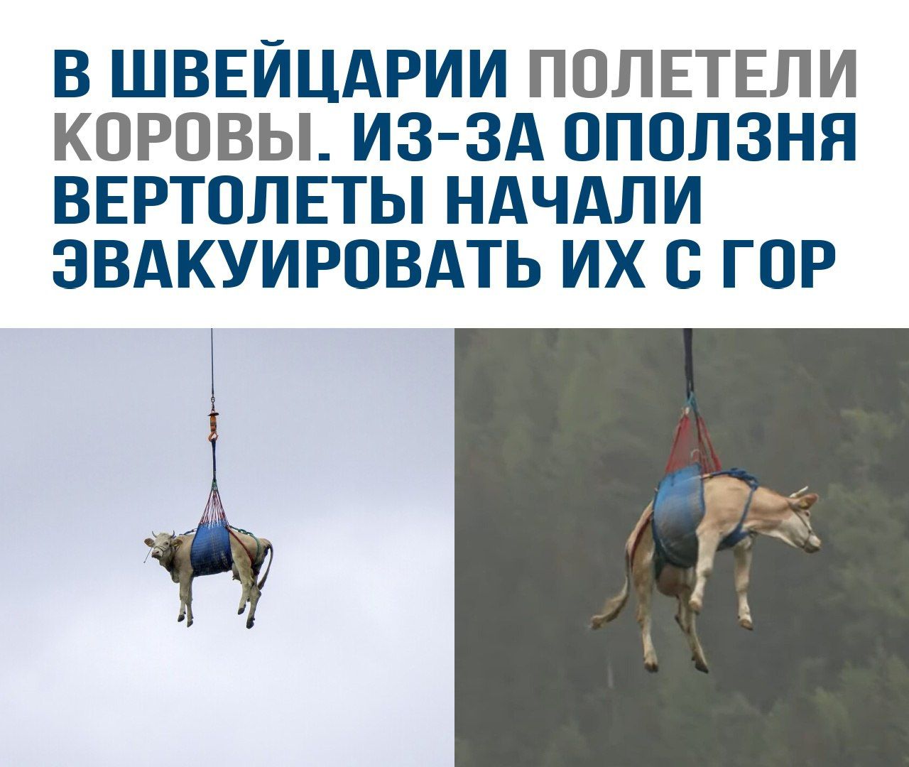 В Швейцарии полетели коровы. Из-за оползня вертолеты начали эвакуировать их с гор.