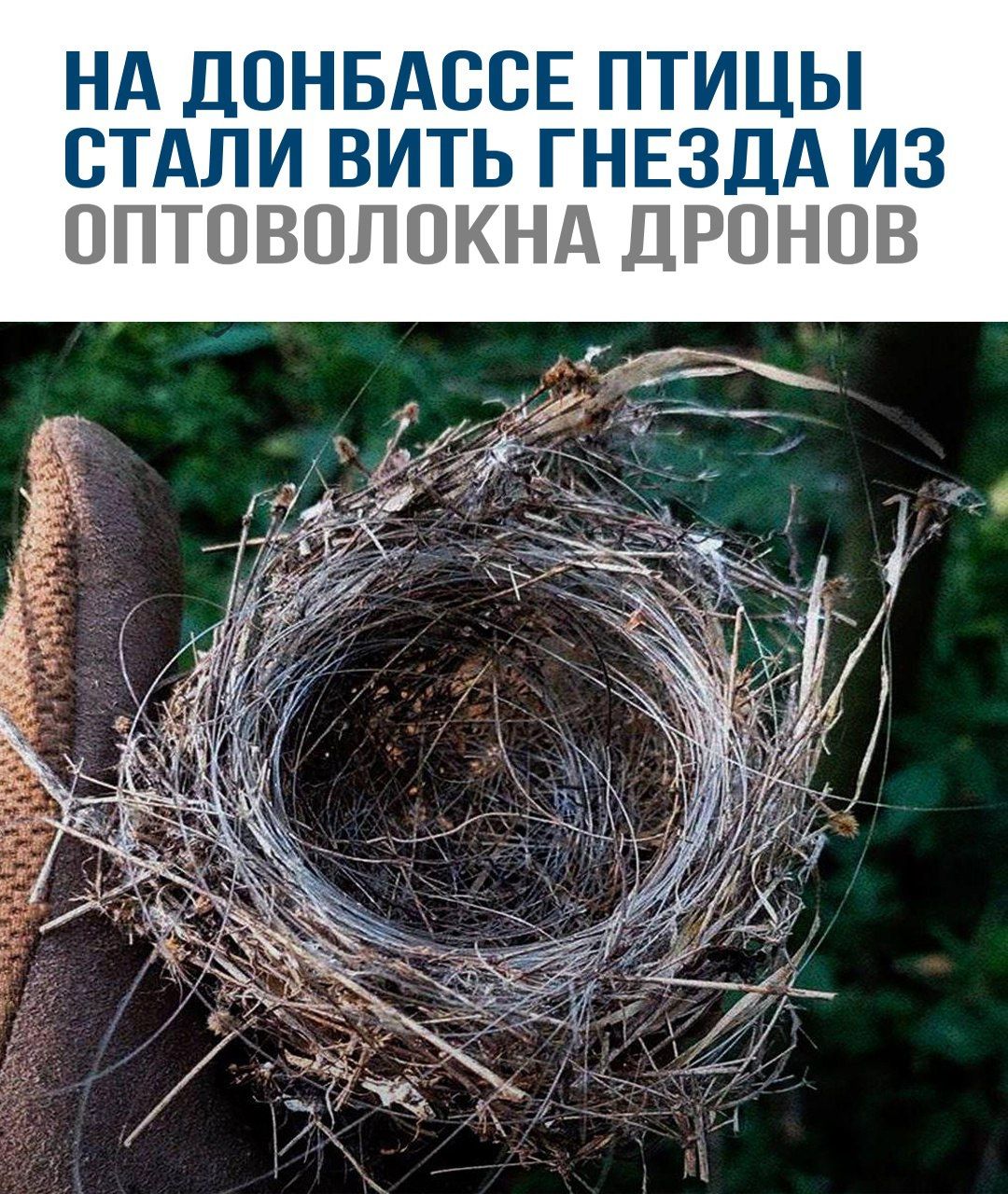 НА ДОНБАССЕ ПТИЦЫ СТАЛИ ВИТЬ ГНЕЗДА ИЗ ОПТОВОЛОКНА ДРОНОВ