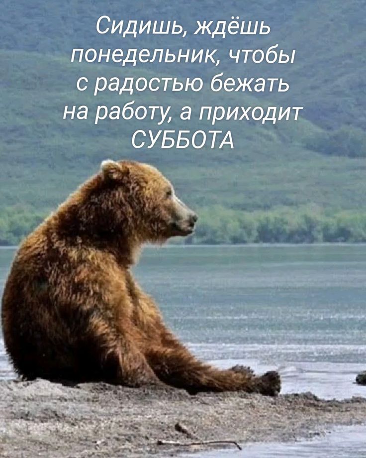Сидишь, ждёшь понедельник, чтобы с радостью бегать на работу, а приходит СУББОТА.