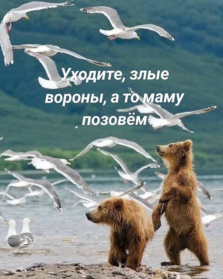 Уходите, злые вороны, а то маму позовём