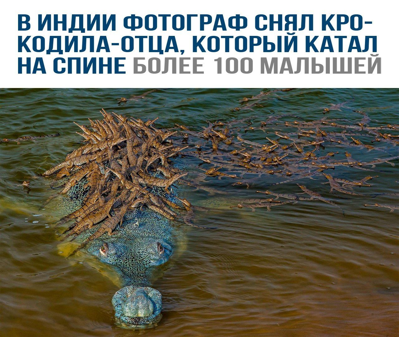 В Индии фотограф снял крокодила-отца, который катал на спине более 100 малышей.