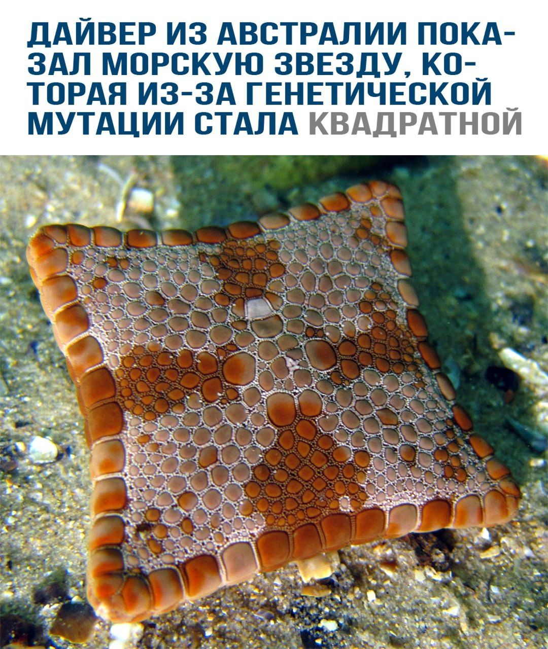 Дайвер из Австралии пока-зал морскую звезду, которая из-за генетической мутации стала квадратной.