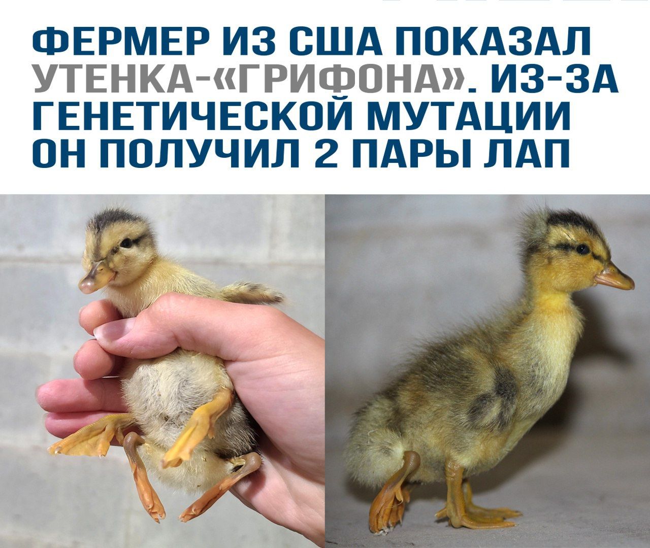 ФЕРМЕР ИЗ СШA ПОКАЗАЛ УТЕНКА-«ГРИФОНА». ИЗ-ЗА ГЕНЕТИЧЕСКОЙ МУТАЦИИ ОН ПОЛУЧИЛ 2 ПАРЫ ЛАП.