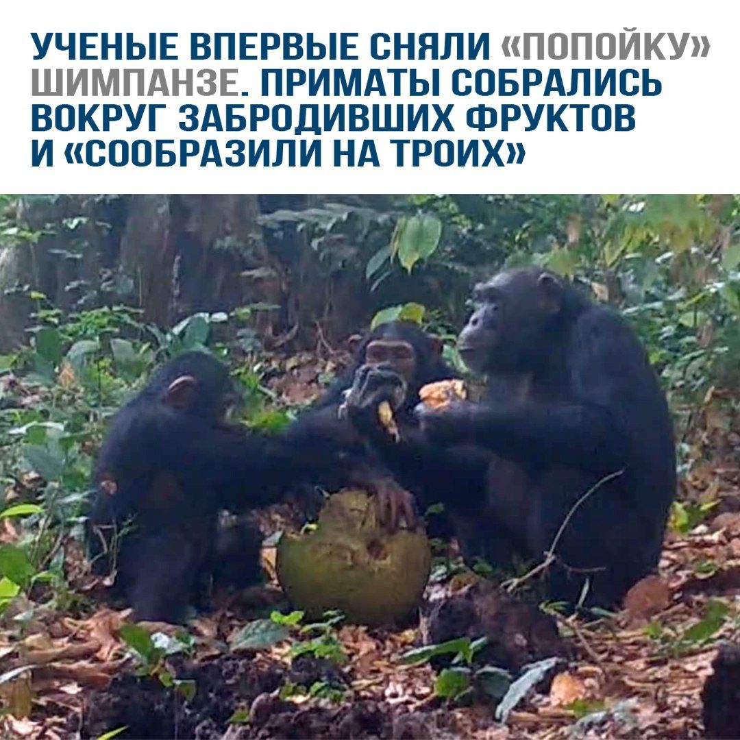 УЧЕНЫЕ ВПЕРВЫЕ СНЯЛИ «ПОПОЙКУ» ШИМПАНЗЕ. ПРИМАТЫ СОБРАЛИСЬ ВОКРУГ ЗАБРОДИВШИХ ФРУКТОВ И «СООБРАЗИЛИ НА ТРОИХ»