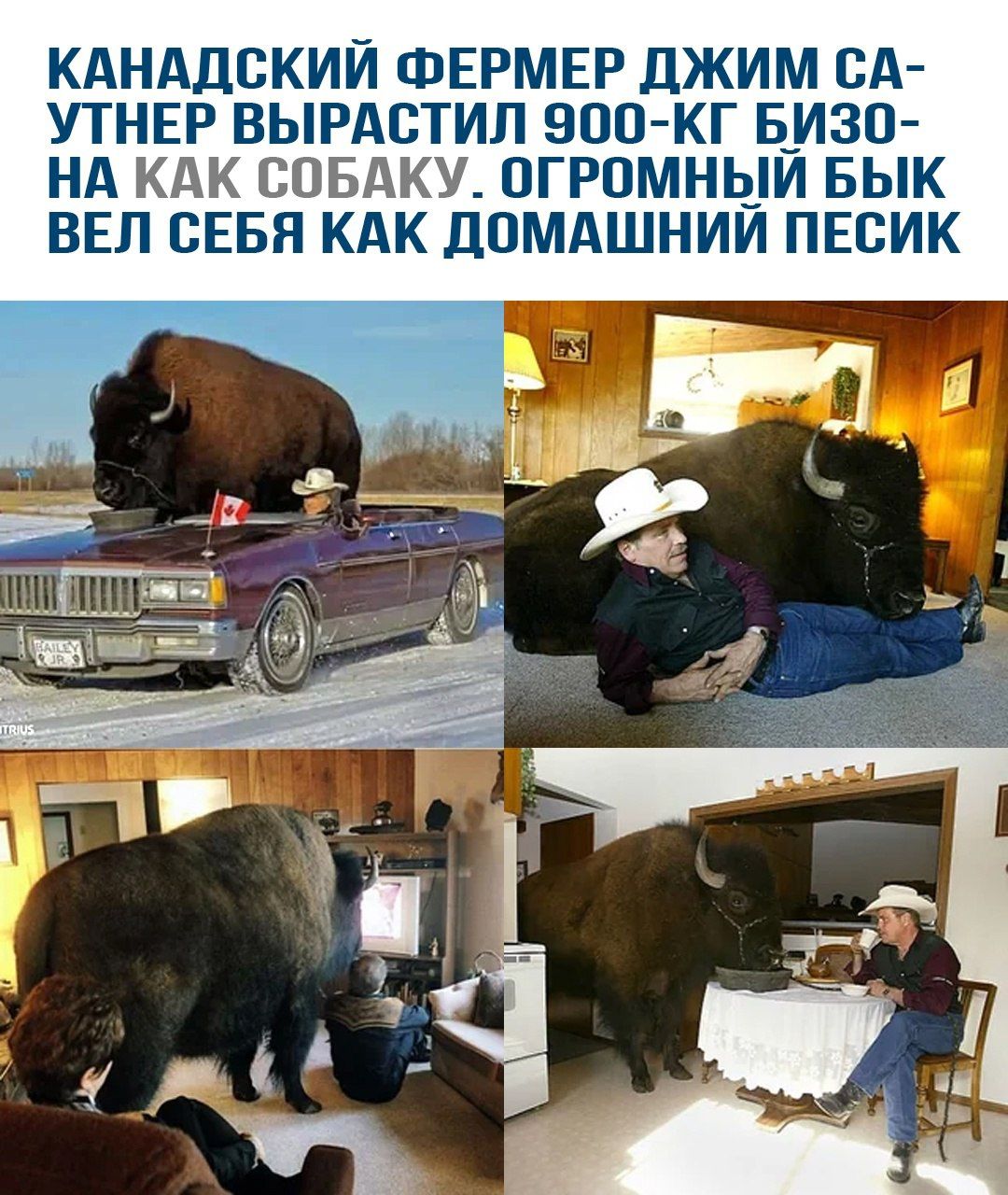 КАНАДСКИЙ ФЕРМЕР ДЖИМ СА-УТНЕР ВЫРАСТИЛ 900-КГ БИЗОНА КАК СОБАКУ. ОГРОМНЫЙ БЫК ВЕЛ СЕБЯ КАК ДОМАШНИЙ ПЕСИК