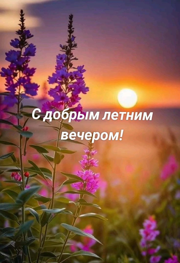 С добрым летним вечером!