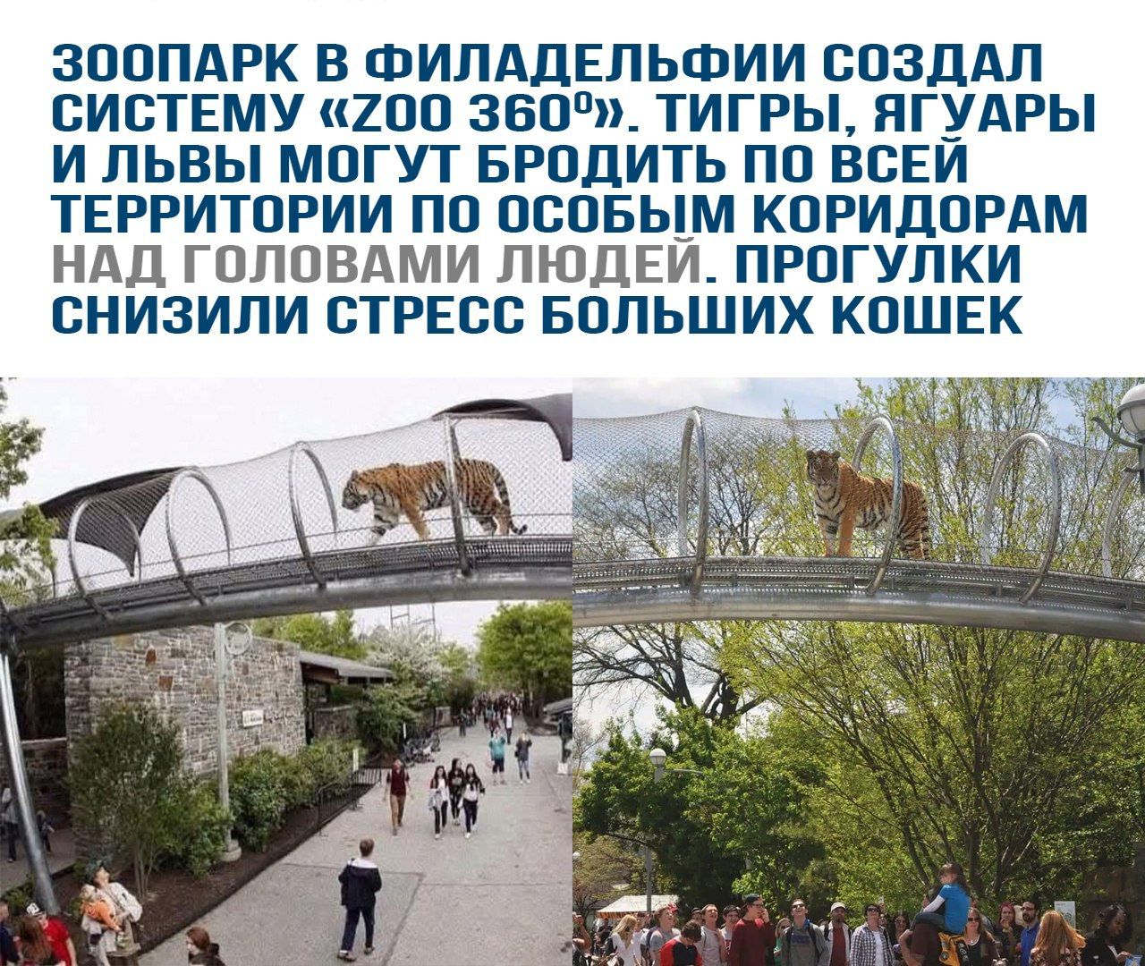 Зоопарк в Филадельфии создал систему «Zoo 360». Тигры, ягуары и львы могут бродить по всей территории по особым коридорам над головами людей. Прогулки снизили стресс больших кошек.