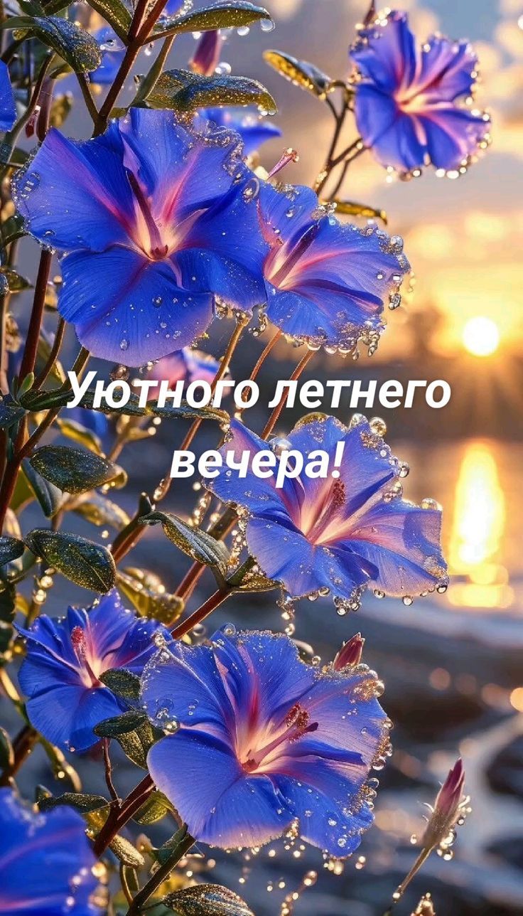 Уютного летнего вечера!