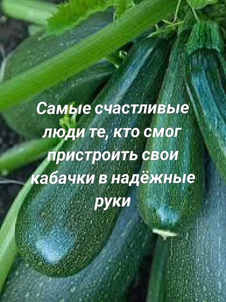 Самые счастливые люди те, кто смог пристроить свои кабачки в надёжные руки