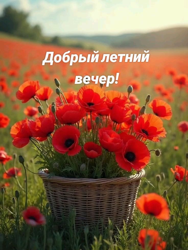 Добрый летний вечер!