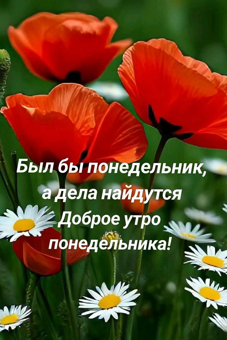 Был бы понедельник, а дела найдутся. Доброе утро понедельника!