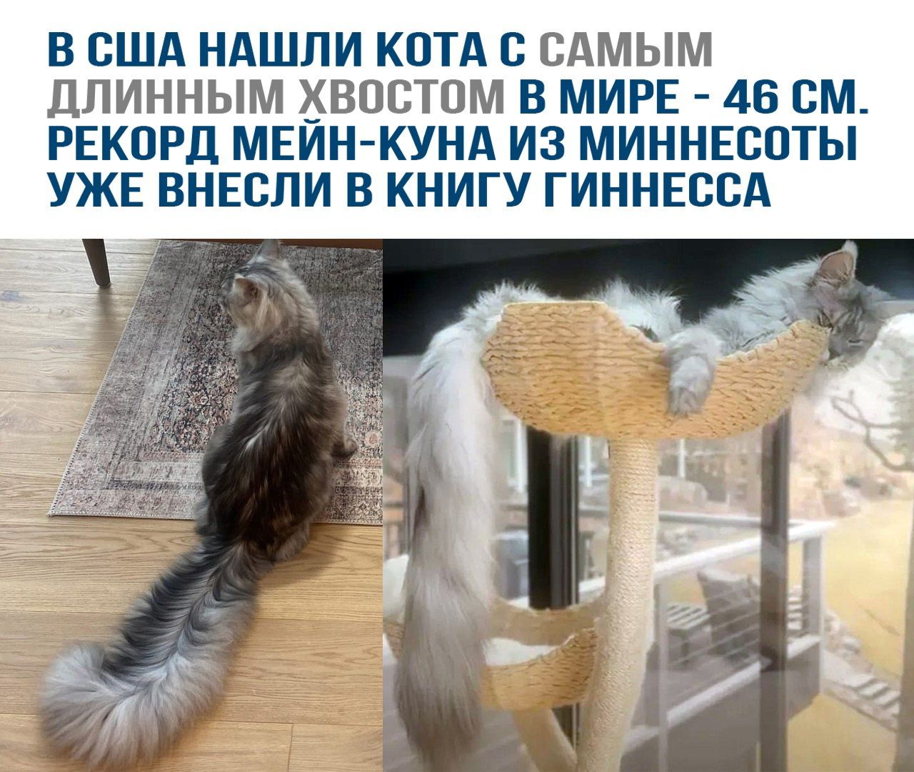 В США нашли кота с самым длинным хвостом в мире - 46 см. Рекорд мейн-куна из Миннесоты уже внесли в Книгу Гиннесса.