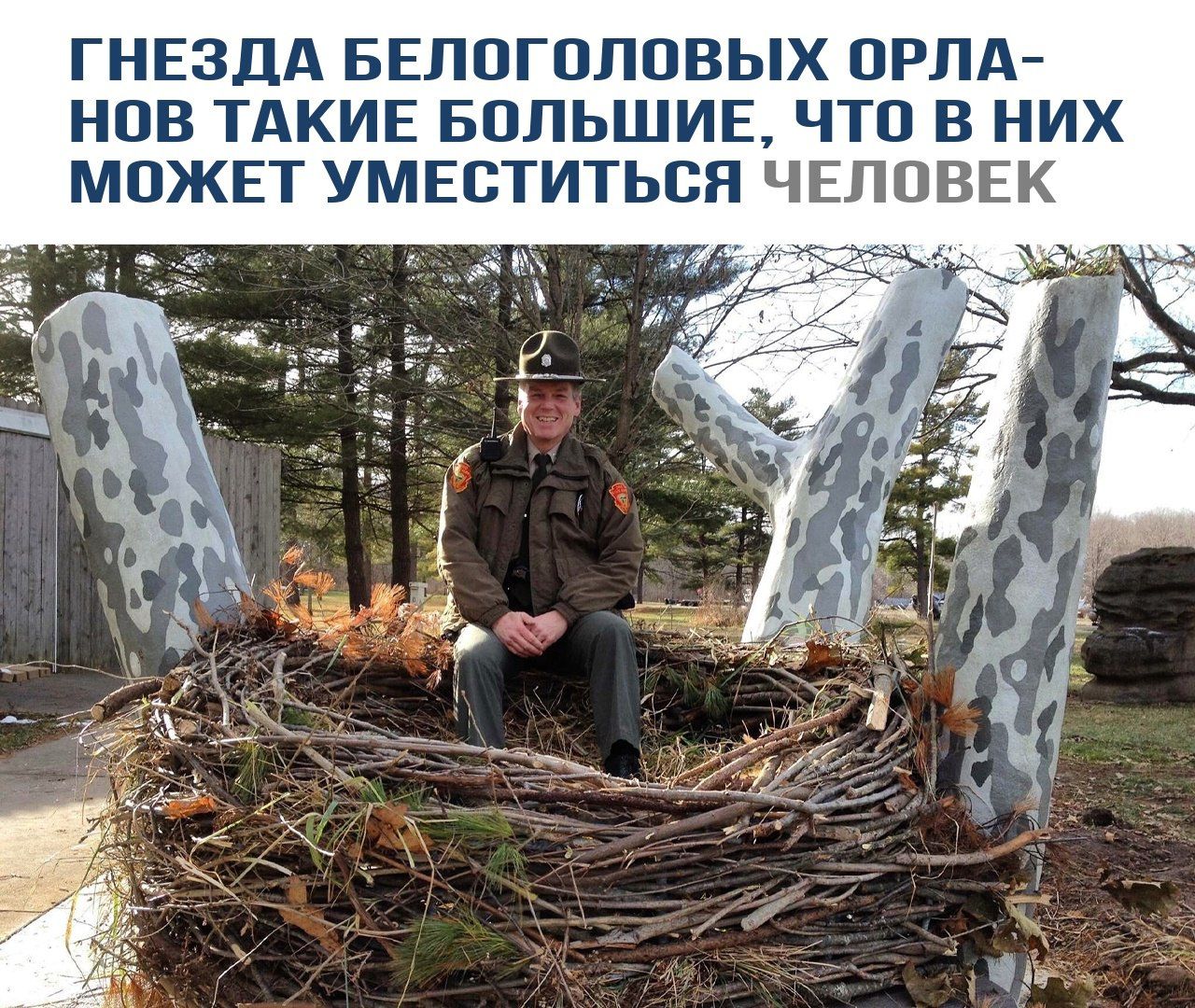 Гнезда белоголовых орланов такие большие, что в них может уместиться человек.