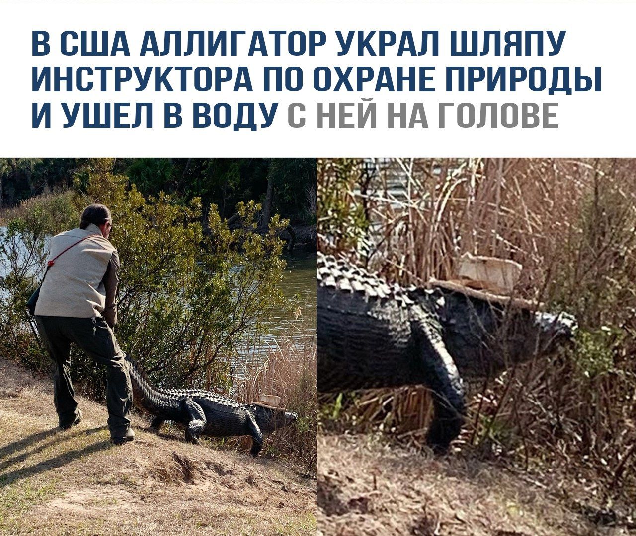 В США аллиготор укрaл шляпу инструктора по охране природы и ушёл в воду с ней на голове.