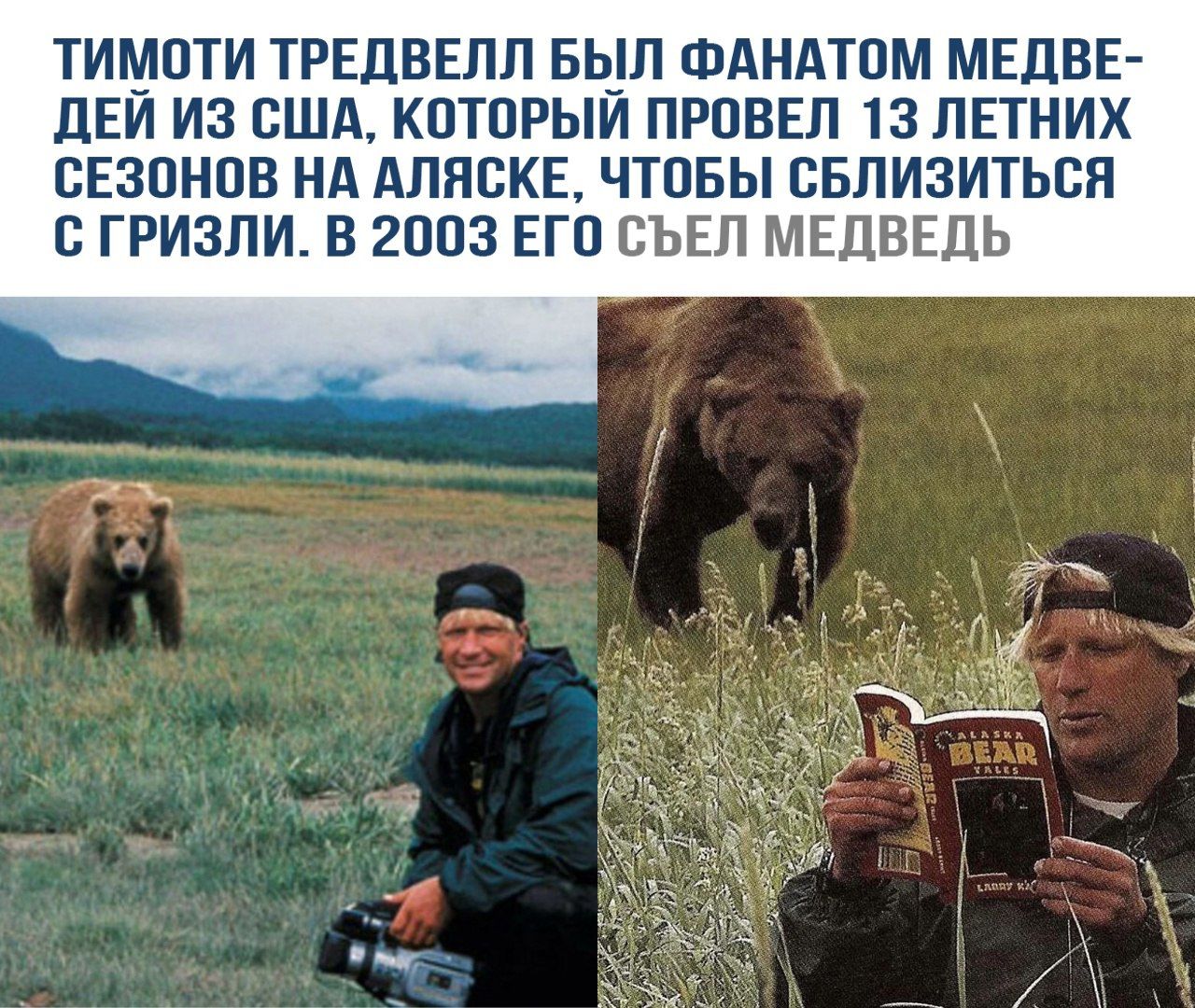 ТИМОТИ ТРЕДВЕЛЛ БЫЛ ФАНАТОМ МЕДВЕДЕЙ ИЗ США, КОТОРЫЙ ПРОВЕЛ 13 ЛЕТНИХ СЕЗОНОВ НА АЛЯСКЕ, ЧТОБЫ СБЛИЗИТЬСЯ С ГРИЗЛИ. В 2003 ЕГО СЪЕЛ МЕДВЕДЬ