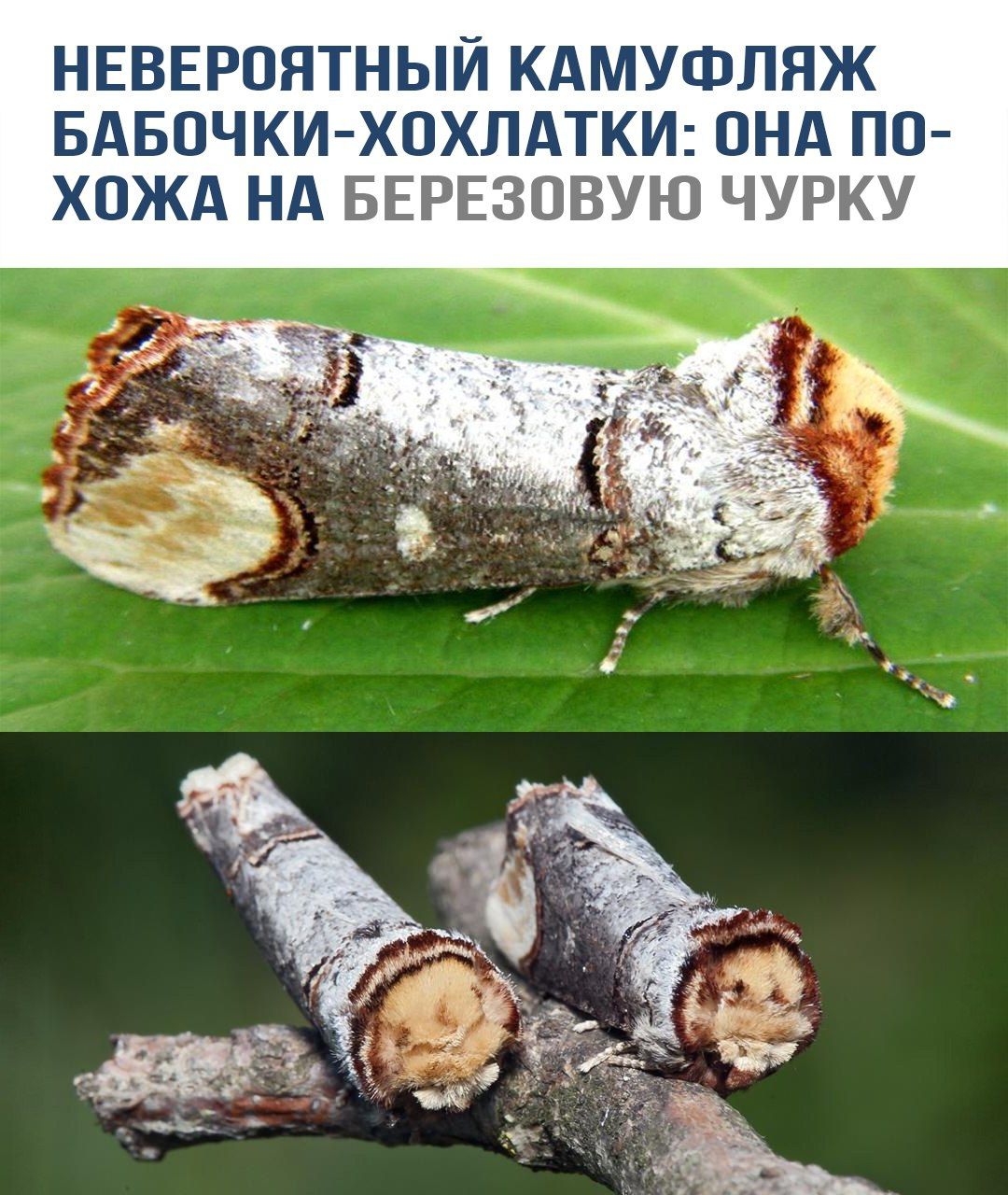 НЕВЕРОЯТНЫЙ КАМУФЛЯЖ БАБОЧКИ-ХОХЛАТКИ: ОНА ПО-ХОЖА НА БЕРЕЗОВУЮ ЧУРКУ