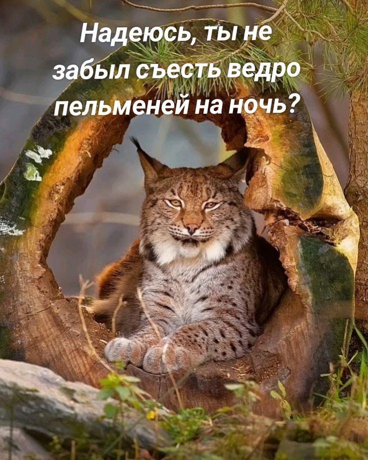 Надеюсь, ты не забыл съесть ведро пельменей на ночь?
